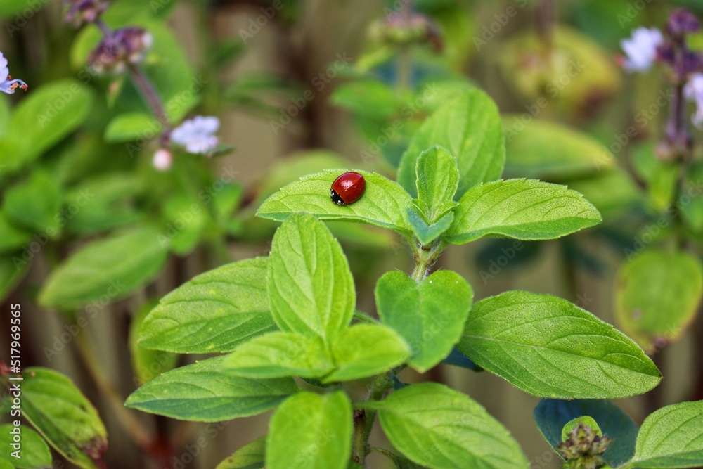 A beautiful ladybug walking through the leaves of the garden. A beautiful ladybug walking through the leaves of the garden.