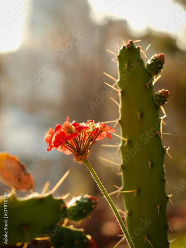  cactus con flor roja Opuntia ficus-indica nopal © photomedia,  Jose G