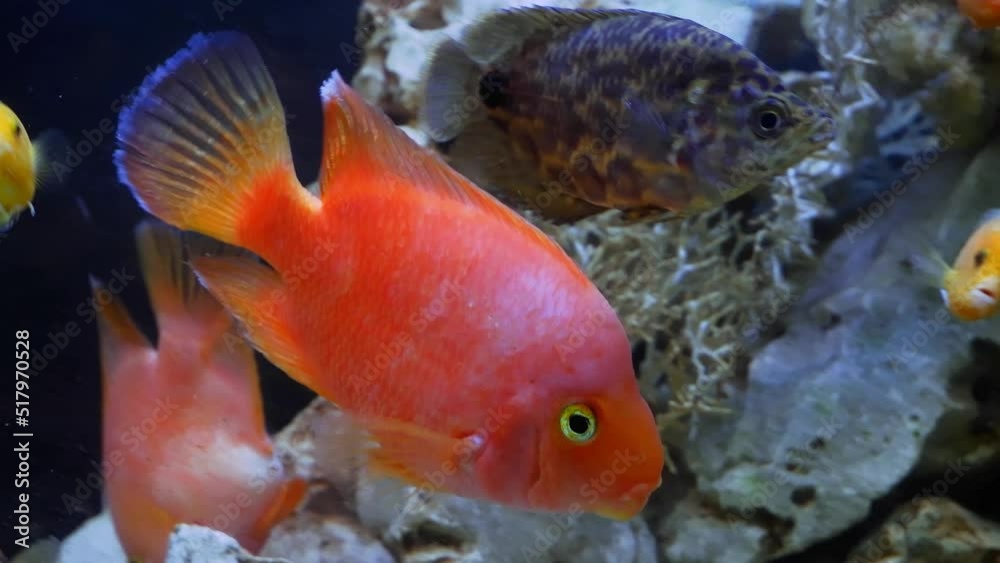 aggressive adult blood parrot cichlid in bright orange coloration swim with Malawi mbuna, freshwater hybrid fish in pesudosea stone iwagumi aquadesign aquarium with fake plastic decor, ecology threat aggressive adult blood parrot cichlid in bright orange coloration swim with Malawi mbuna, freshwater hybrid fish in pesudosea stone iwagumi aquadesign aquarium with fake plastic decor, ecology threat