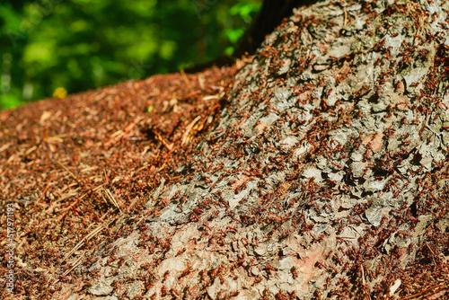 Forest anthill, close-up. Red forest ants - part of the forest ecosystem, care for nature, climate change ecology problems. Frames for background about nature with free space photo