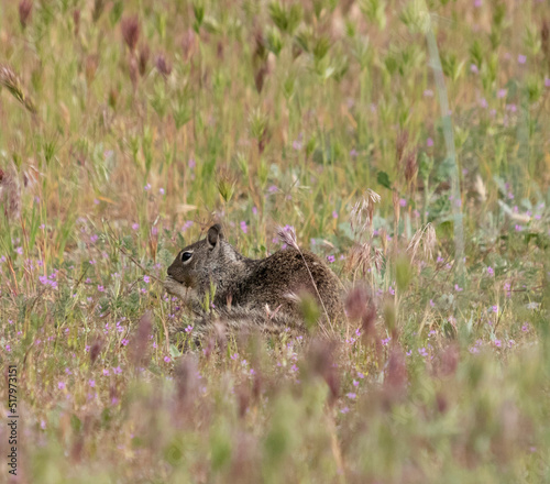 Squirrel in Field of Grass and Flowers Tail Curled Eating © Jayme