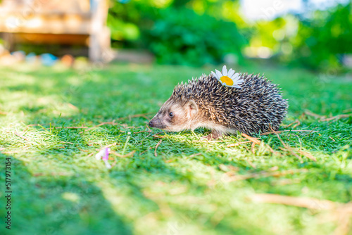 one hedgehog on the green grass with a daisy