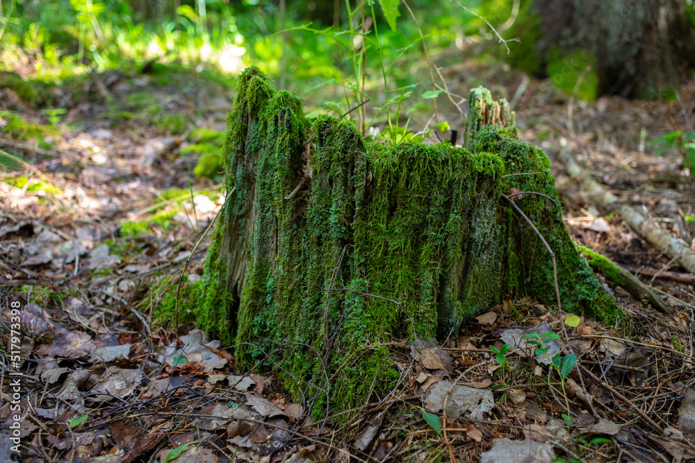 Old tree stump overgrown with moss in the forest in europe