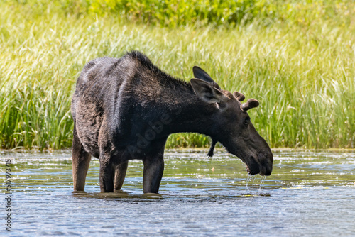 Profile of a moose standing in a pond.