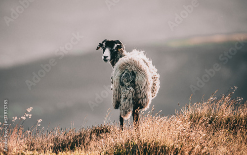 sheep in the field