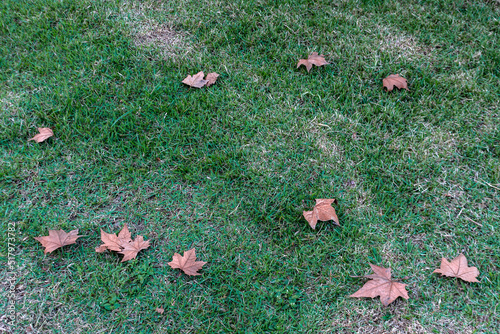 Dry fallen leaves on green lawn in Brazil