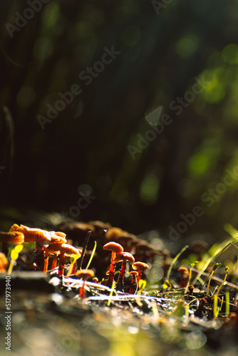 Hongos Fujis chilenos pequeños entre el pasto en el bosque con luz del sol de fondo photo