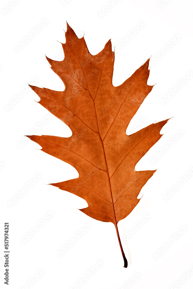 Fototapeta premium dry autumn brown oak leaf isolate on white background macro