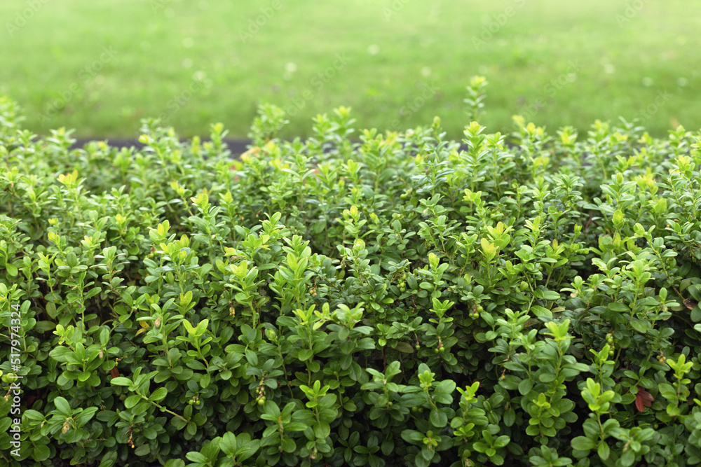 hedge, green trimmed euonymus bushes in the park, summer background hedge, green trimmed euonymus bushes in the park, summer background