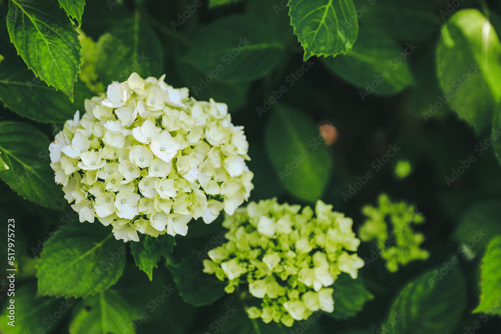 White Hydrangea flowers wallpaper, flower greeting card, floral pattern White Hydrangea flowers wallpaper, flower greeting card, floral pattern