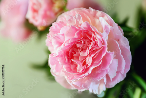 Light pink peony romantic background with selective focus