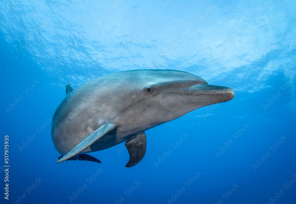 Naklejka premium Dolphin in blue