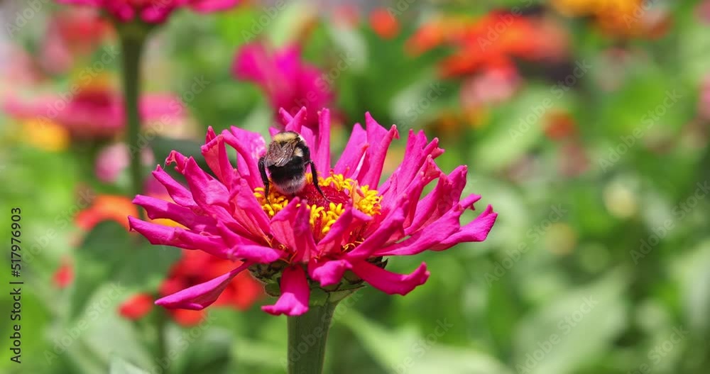 The bumblebee flies and takes a nectar from the Zinnia flower in the garden, beautiful summer day, close up shot slow motion The bumblebee flies and takes a nectar from the Zinnia flower in the garden, beautiful summer day, close up shot slow motion