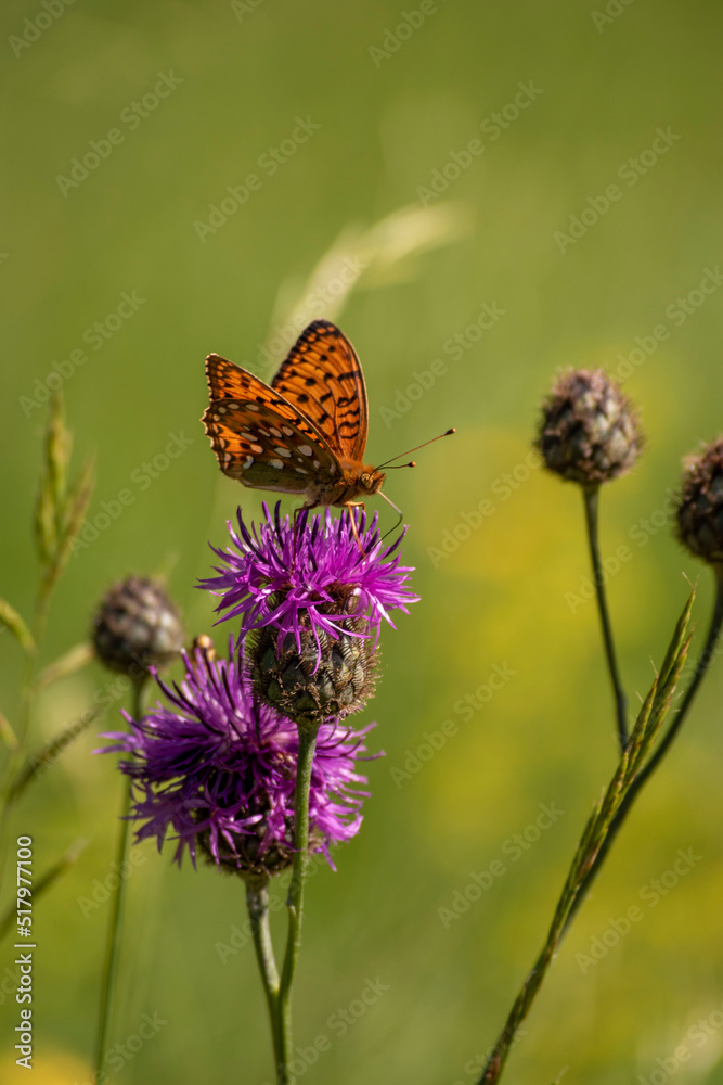 Obraz premium butterfly on flower