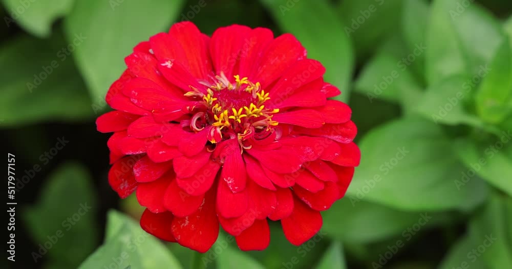 The bumblebee flies and takes a nectar from the Zinnia flower in the garden, close up shot The bumblebee flies and takes a nectar from the Zinnia flower in the garden, close up shot