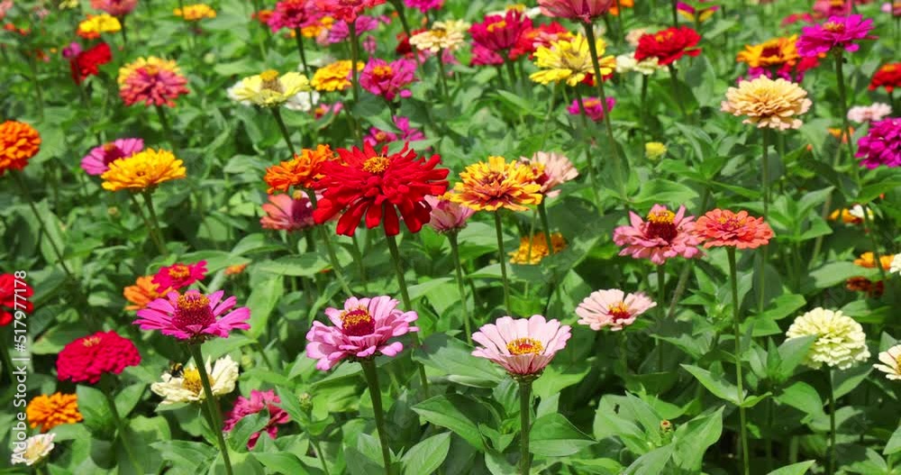 Beautiful colorful zinnia flowers in the garden, bees and bumblebees take nectar from the flowers on a sunny summer day, close up shot Beautiful colorful zinnia flowers in the garden, bees and bumblebees take nectar from the flowers on a sunny summer day, close up shot