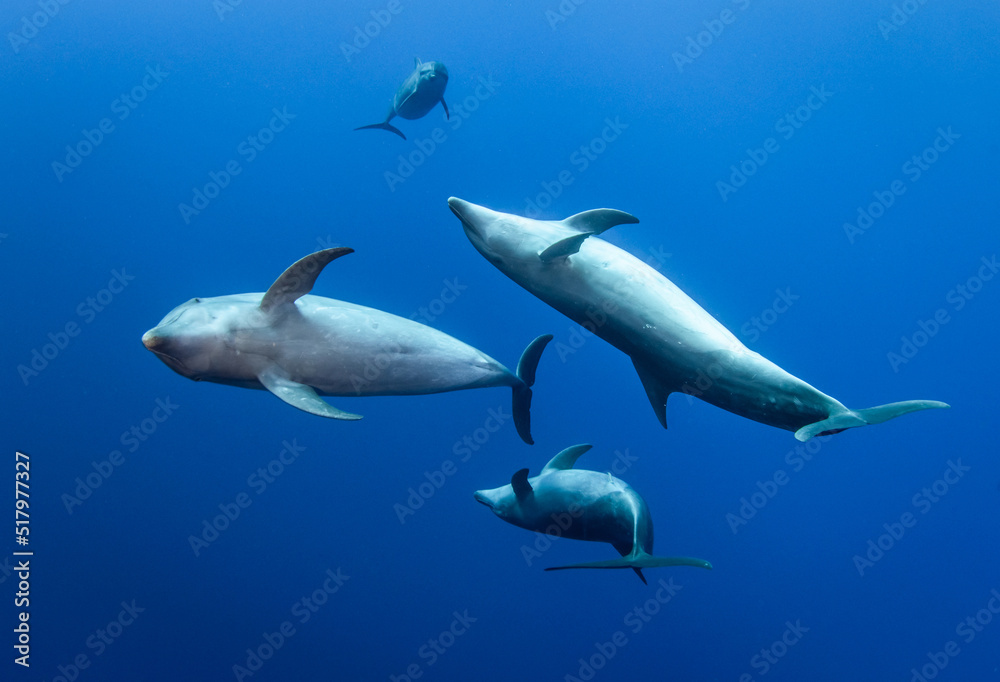 Young dolphin Young dolphin