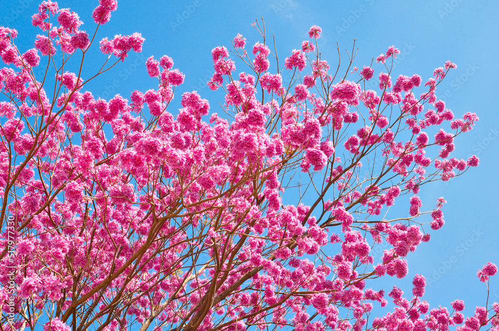 IPÊ ROSA branches and flower flores IPÊ ROSA branches and flower flores