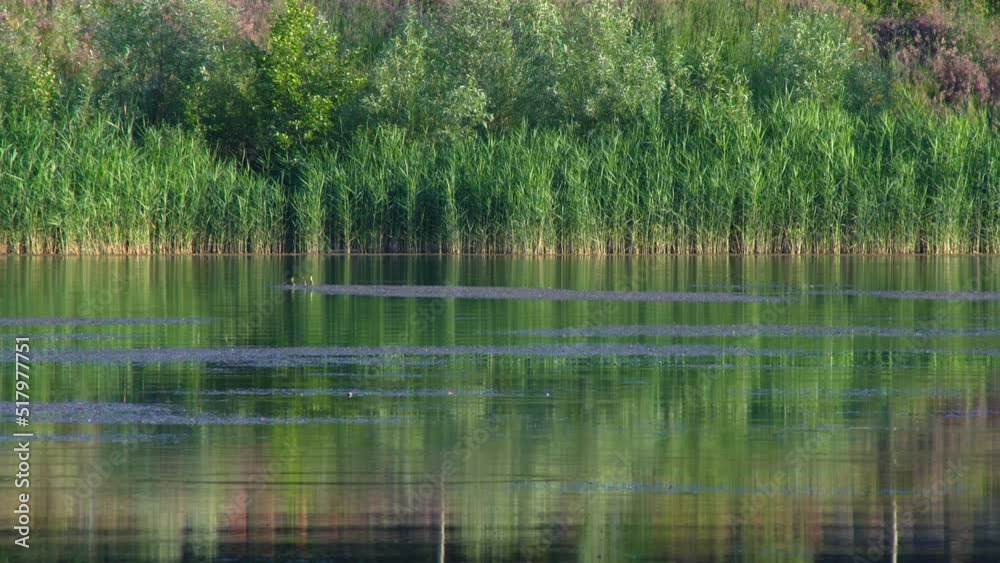 A quiet lake with bouncing small fish is a cool fishing spot for quiet hunting. Green young reeds grow in the river. Calm landscape for relaxation. A quiet lake with bouncing small fish is a cool fishing spot for quiet hunting. Green young reeds grow in the river. Calm landscape for relaxation.