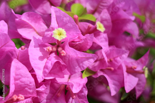 Closeup of Gorgeous Hot Pink Bougainvillea Glabra in the Sunlight