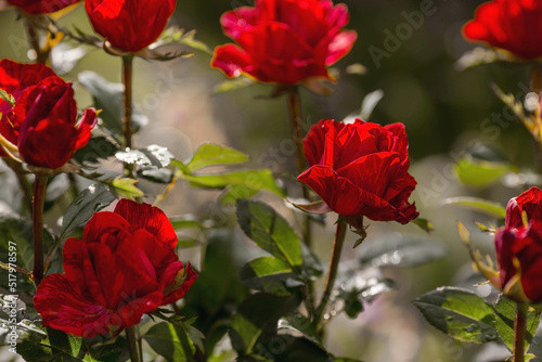 Striped red roses of a beautiful bright shade with dew at dawn. Beautiful sunlight. The background image is green and pink. Natural  environmentally friendly natural background.