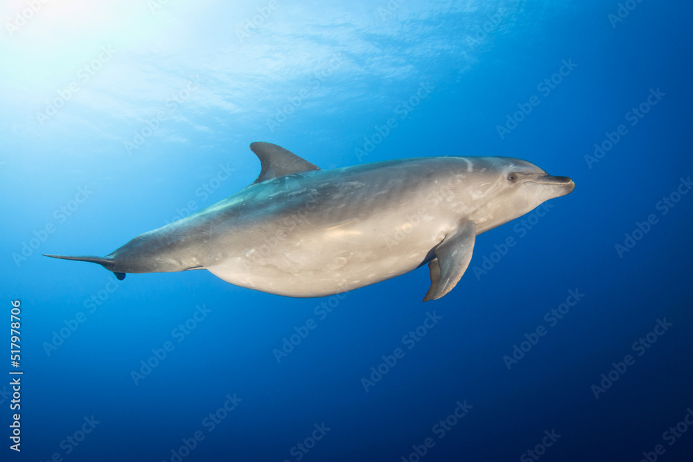 Pregnant dolphin