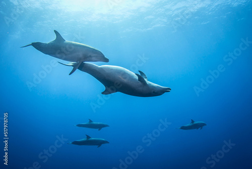 Pregnant dolphin