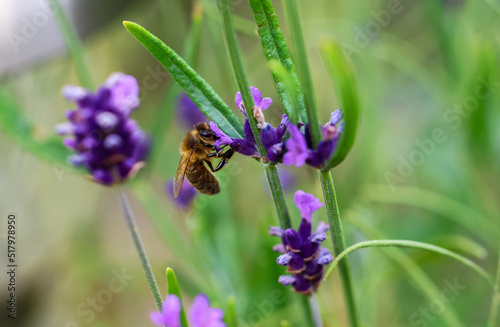 Photography Wasp pollinates purple lavender flowers