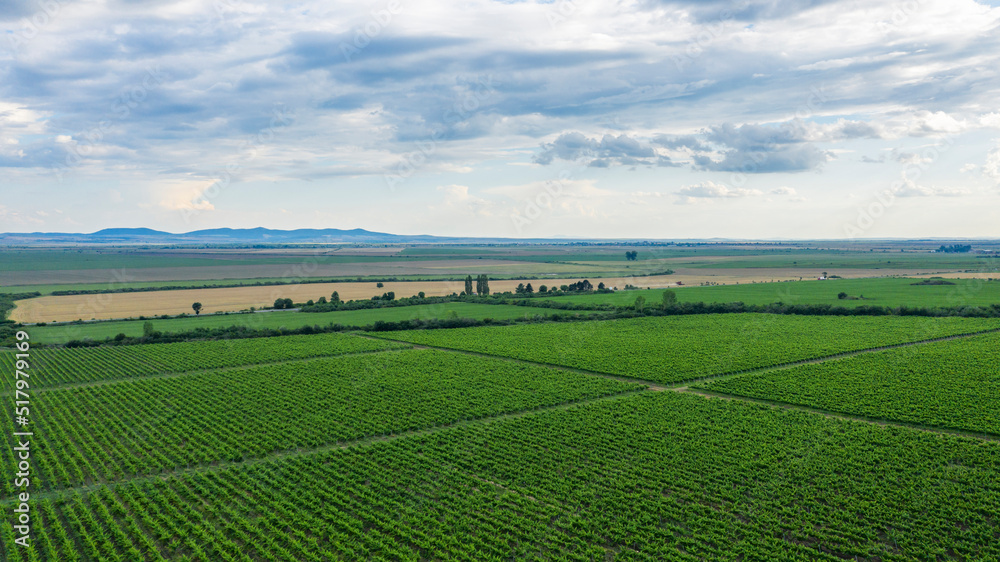 Aerial view of a vineyard.