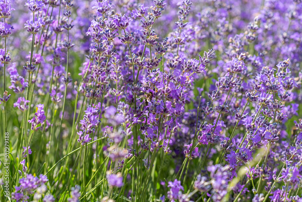 Obraz premium Blooming lavender in a field at sunset.