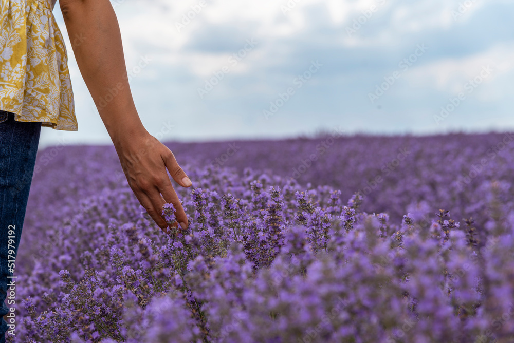 Naklejka premium Touching the lavender.