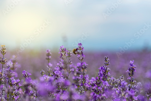 Blooming lavender in a field at sunset.