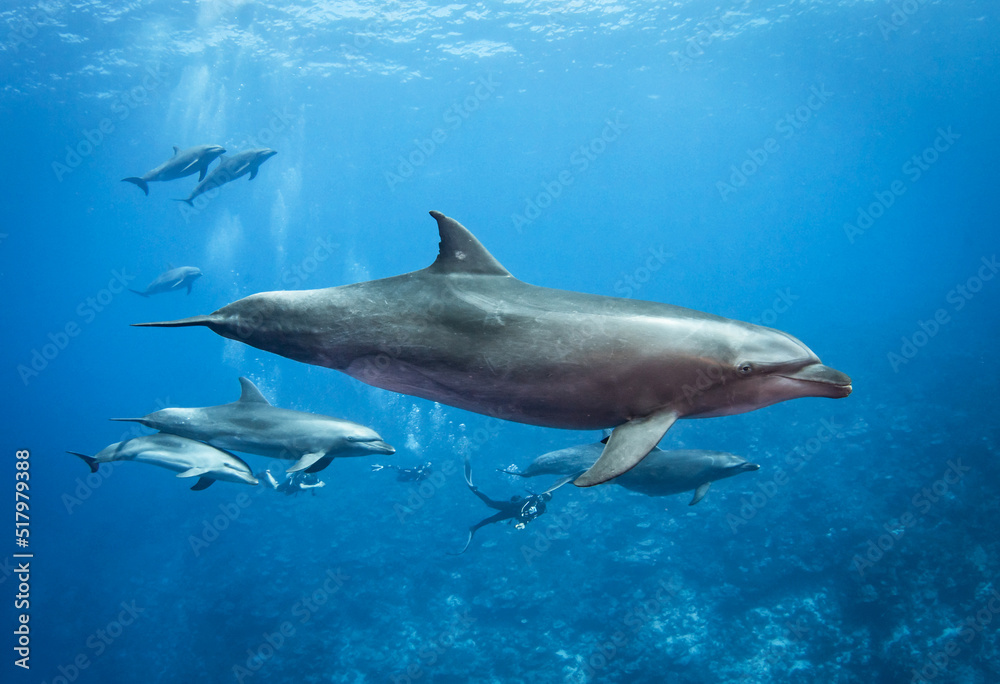 Group of dolphin