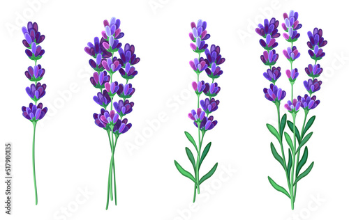 Set of beautiful purple lavender in cartoon style. Vector illustration of spring and summer flowers large and small sizes with closed and open buds on white background.