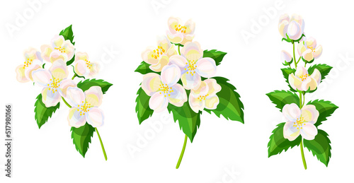 Set of beautiful white jasmine flowers in cartoon style. Vector illustration of spring and summer flowers large and small sizes with closed and open buds on white background.
