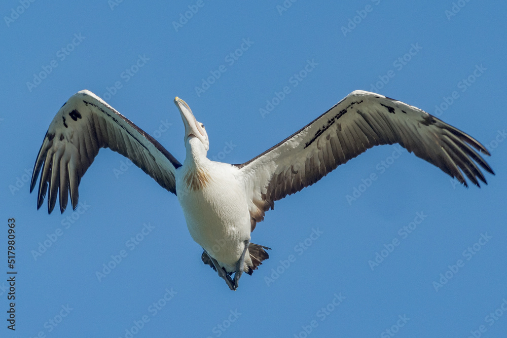 Obraz premium Australian Pelican in Queensland Australia