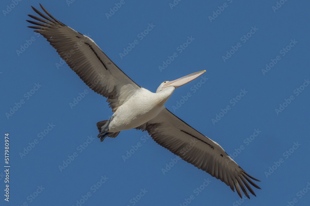 Obraz premium Australian Pelican in Queensland Australia