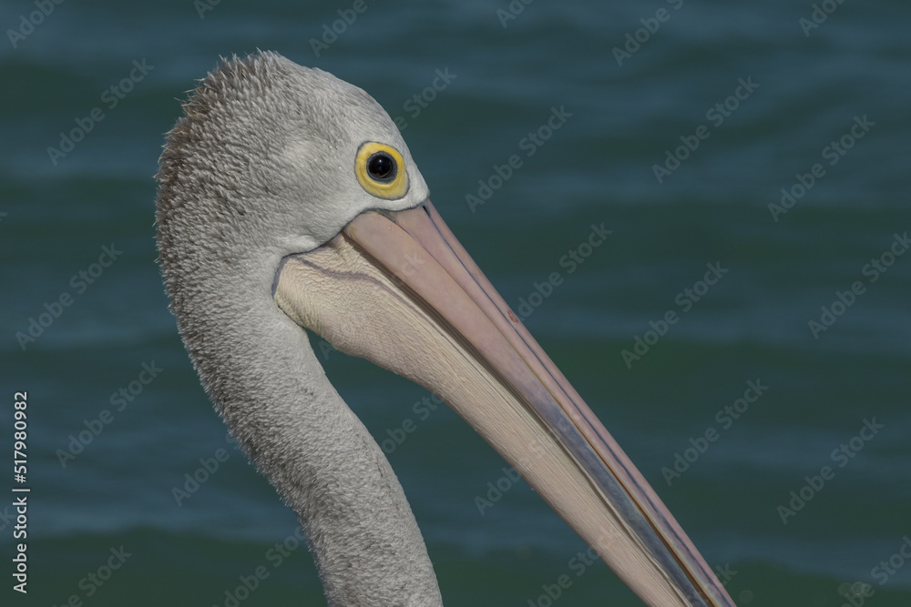 Australian Pelican in Queensland Australia Australian Pelican in Queensland Australia
