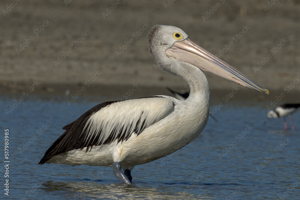 Australian Pelican in Queensland Australia Australian Pelican in Queensland Australia