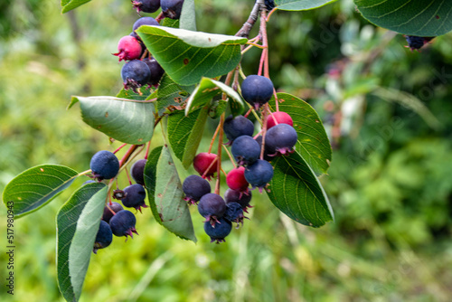 Close up of red and pink berries of the plant shadbush or juneberry or Amelanchier