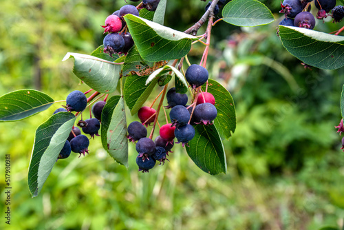 Close up of red and pink berries of the plant shadbush or juneberry or Amelanchier photo