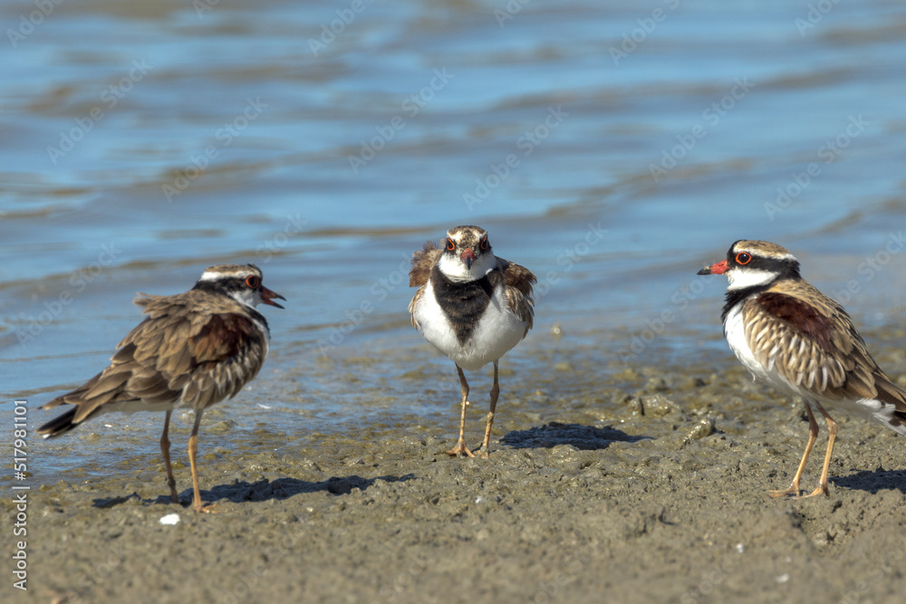 Black-fronted Dotterel in Queensland Australia