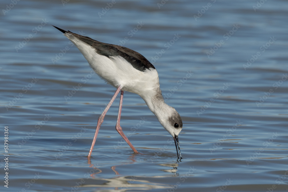 Pied Stilt in Queensland Australia Pied Stilt in Queensland Australia