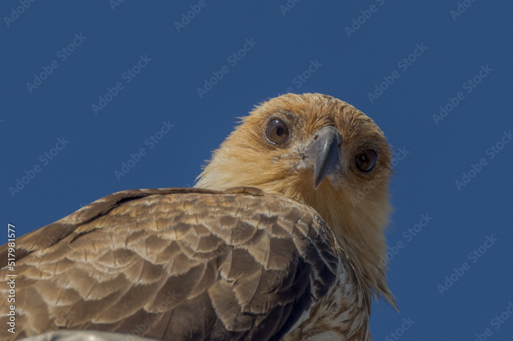 Whistling Kite in Queensland Australia Whistling Kite in Queensland Australia