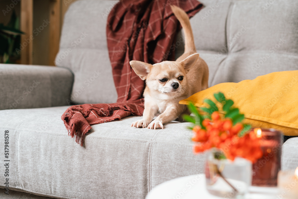 Funny puppy chihuahua lying on couch and pillow under plaid indoors. Cute Little dog home warming under blanket in cold fall autumn winter weather. Pet animal in living room with candle and decor. Funny puppy chihuahua lying on couch and pillow under plaid indoors. Cute Little dog home warming under blanket in cold fall autumn winter weather. Pet animal in living room with candle and decor.