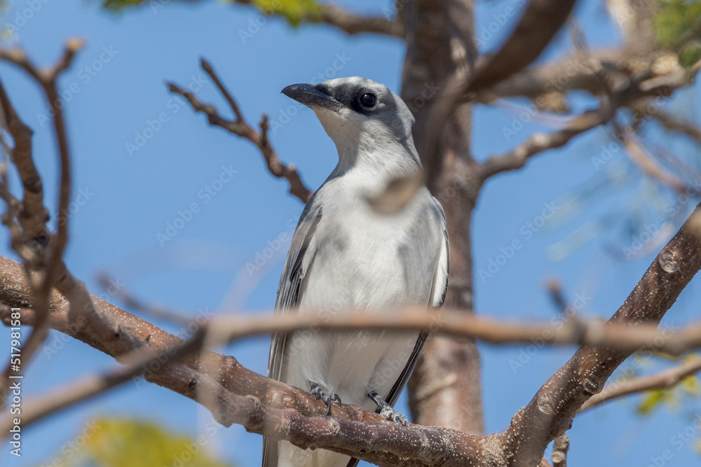 White-bellied Cuckooshrike in Queensland Australia