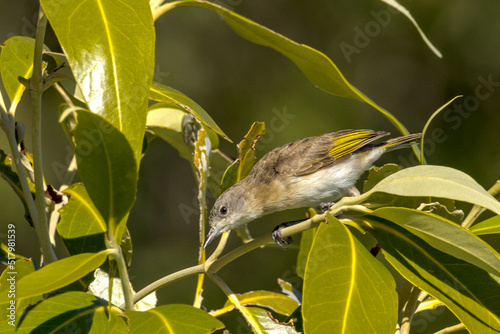 Rufous-banded Honeyeater in Queensland Australia photo