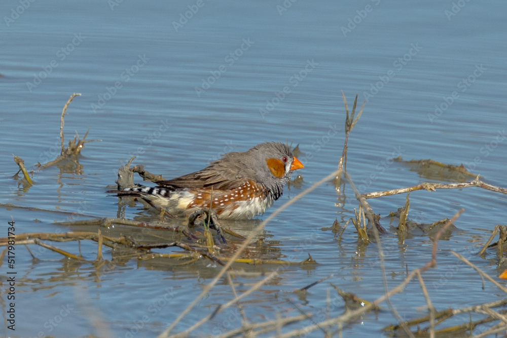 Zebra Finch in Queensland Australia Zebra Finch in Queensland Australia