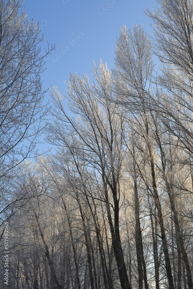 The dark silhouettes of poplars with frost-covered branches against the backdrop of sunlit trees. Beauty in nature. Sunny blue sky. Winter photography. Christmas. The dark silhouettes of poplars with frost-covered branches against the backdrop of sunlit trees. Beauty in nature. Sunny blue sky. Winter photography. Christmas.