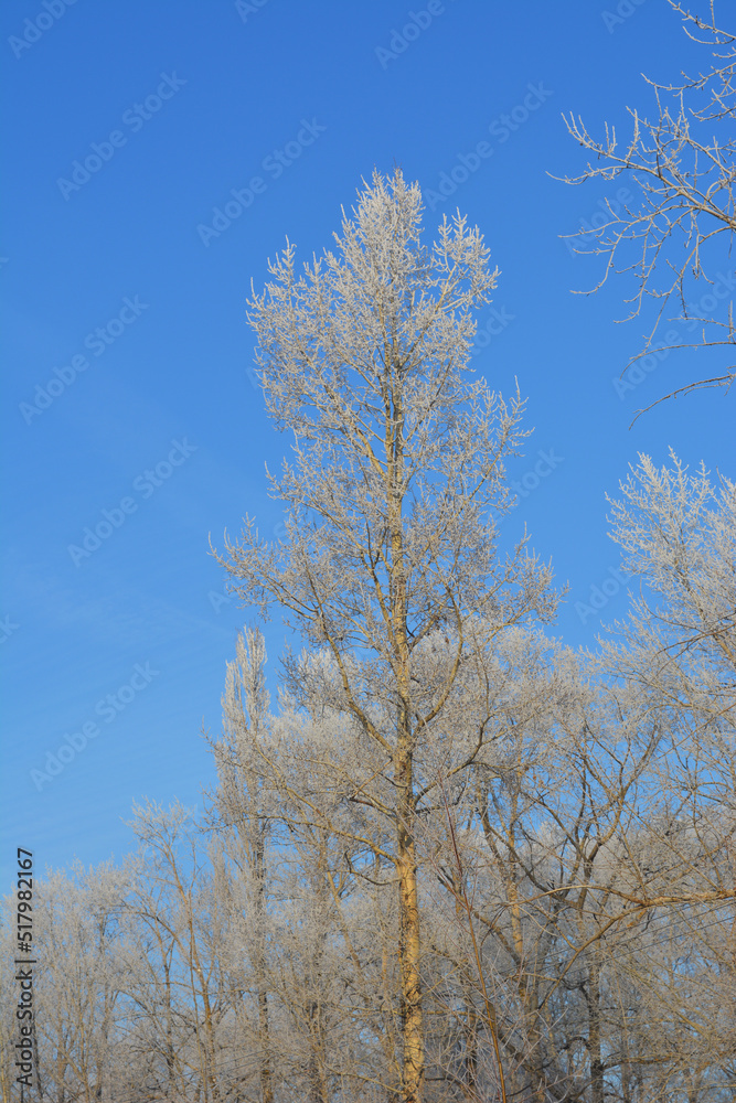 Frosty trees in a winter forest against a sunny blue sky. Beautiful vertical photography. Frosty trees in a winter forest against a sunny blue sky. Beautiful vertical photography.
